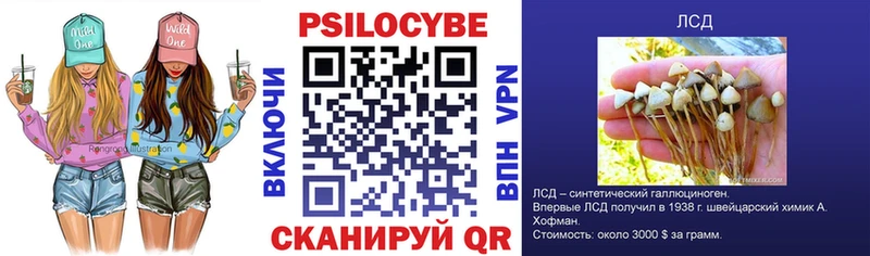 где продают   Болотное  Псилоцибиновые грибы Psilocybe 
